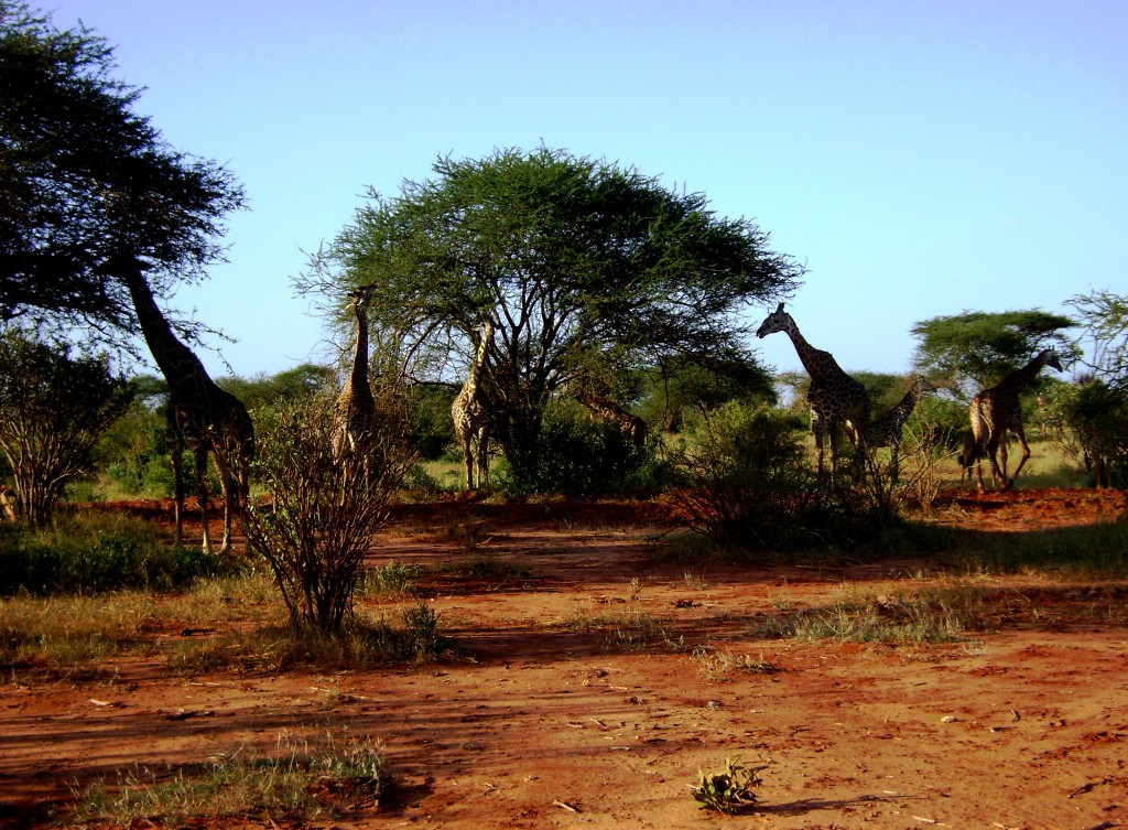 2012 - kenia (97)